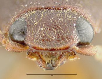Media type: image;   Entomology 24369 Aspect: head frontal view